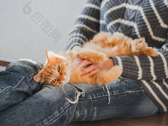 可爱的姜猫打瞌睡女人膝盖女人撕裂牛仔裤<strong>抚摸</strong>毛茸茸的宠物舒适的首页