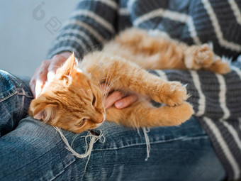 可爱的姜猫打瞌睡女人膝盖女人撕裂牛仔裤抚摸毛茸茸的宠物舒适的首页