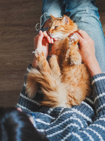 可爱的姜猫打瞌睡女人膝盖女人撕裂牛仔裤<strong>抚摸</strong>毛茸茸的宠物舒适的首页前视图