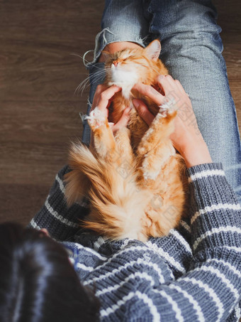 可爱的姜猫打瞌睡女人膝盖女人撕裂牛仔裤<strong>抚摸</strong>毛茸茸的宠物舒适的首页前视图