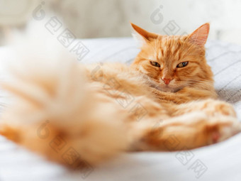 可爱的姜猫说谎床上毛茸茸的宠物<strong>打瞌睡</strong>舒适的首页背景