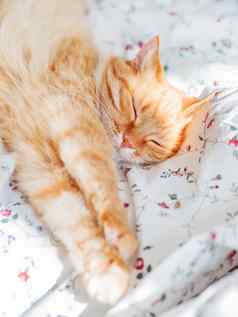 可爱的姜猫说谎床上毛茸茸的宠物伸展运动舒适的首页背景早....睡觉前
