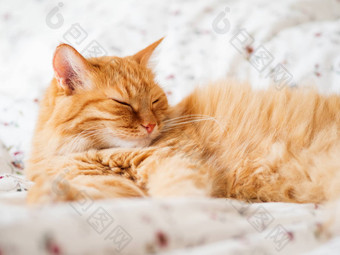 可爱的姜猫说谎床上毛茸茸的宠物<strong>打瞌睡</strong>舒适的首页背景早....睡觉前