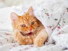 可爱的姜猫说谎床上毯子毛茸茸的宠物有趣的舒适的首页背景早....睡觉前