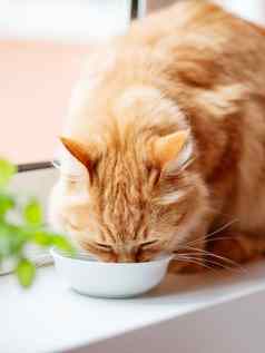 关闭照片可爱的姜猫喝牛奶白色碗毛茸茸的渴了宠物窗口窗台上