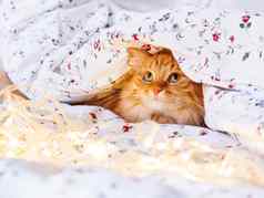 可爱的姜猫坐着床上闪亮的光灯泡毛茸茸的宠物奇怪的是舒适的首页假期背景