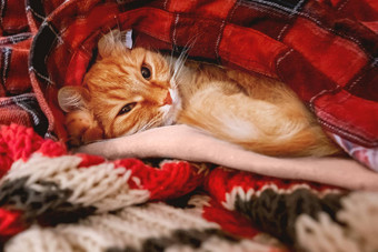 可爱的姜猫睡觉桩温暖的衣服红色的格子呢衬衫围巾折叠障碍毛茸茸的宠物打瞌睡舒适的首页背景