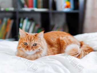 可爱的姜猫说谎床上毛茸茸的宠物奇怪的是舒适的首页<strong>书架子</strong>上背景