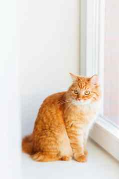可爱的姜猫选址窗口窗台上等待毛茸茸的宠物好奇的