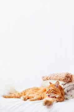 可爱的姜猫谎言桩米色羊毛衣服白色背景毛茸茸的宠物舔温暖的针织毛衣围巾折叠堆舒适的首页背景