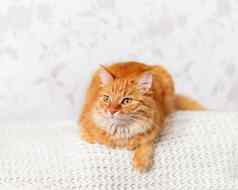 可爱的姜猫针织毛衣好奇的毛茸茸的宠物温暖的白色衣服舒适的首页
