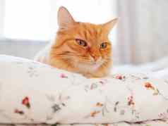 可爱的姜猫说谎床上早....睡觉前舒适的首页毛茸茸的宠物打瞌睡毯子