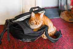 可爱的姜猫坐着黑色的背包国内毛茸茸的宠物爱解决袋