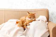 可爱的姜猫说谎米色沙发上毛茸茸的宠物舒适定居睡眠舒适的首页背景有趣的宠物