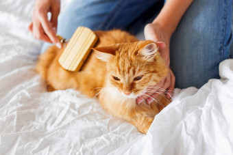 女人库姆斯打瞌睡猫的皮毛姜猫的头谎言女人手毛茸茸的宠物舒适定居睡眠可爱的舒适的背景早....睡觉前首页