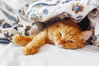可爱的姜猫说谎床上毯子毛茸茸的<strong>宠物</strong>舒适定居睡眠舒适的首页背景有趣的<strong>宠物</strong>