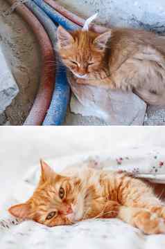 毛茸茸的猫采用首页脏流浪小猫slepping建设网站可怜的无家可归的人动物可爱的姜猫打瞌睡沙发上拼贴画宠物采用主题