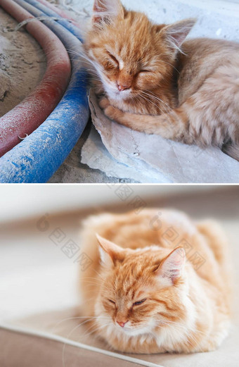 毛茸茸的猫采用首页脏<strong>流浪</strong>小猫slepping建设网站可怜的无家可归的人<strong>动物</strong>可爱的姜猫打瞌睡沙发上拼贴画宠物采用主题