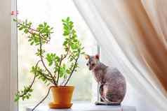 斯芬克斯猫坐着awindow窗台上室内植物无毛的宠物傲慢的