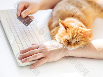 男人。打字电脑键盘持有克雷德石卡手可爱的姜猫打瞌睡男人的手毛茸茸的宠物拥抱老板工作自由工作在线购物