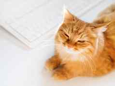 可爱的姜猫说谎白色表格电脑键盘毛茸茸的宠物打瞌睡自由工作前视图
