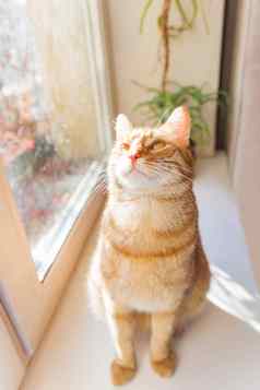 可爱的姜猫坐着窗口窗台上舒适的首页背景国内毛茸茸的宠物