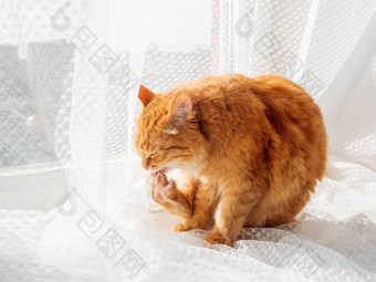 可爱的姜猫坐着half-transparent窗帘舔爪子毛茸茸的宠物薄纱舒适的首页阳光明媚的一天