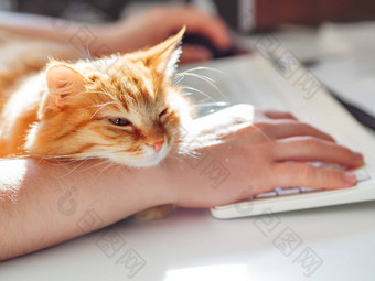 男人。打字电脑键盘可爱的姜猫打瞌睡男人的手毛茸茸的宠物拥抱老板工作自由工作