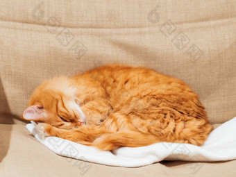 可爱的姜猫睡觉椅子毛茸茸的宠物<strong>打瞌睡</strong>白色织物舒适的首页