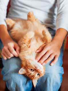可爱的姜猫说谎肚子女人的膝盖毛茸茸的宠物好奇