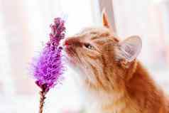 姜猫气味明亮的淡紫色花舒适的春天早....首页可爱的背景