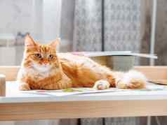 可爱的姜猫说谎孩子们桌子上图纸毛茸茸的宠物孩子们房间