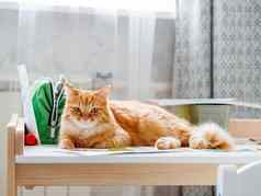 可爱的姜猫说谎孩子们桌子上图纸毛茸茸的宠物孩子们房间