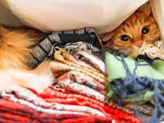 可爱的姜猫坐着桩色彩斑斓的围巾衣柜温暖的有图案的围巾折叠堆毛茸茸的宠物隐藏舒适的首页背景