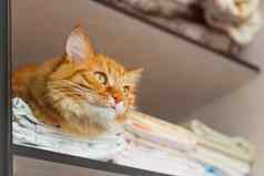 可爱的姜猫睡眠被禁止的的地方衣柜清洁床上亚麻