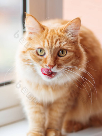 可爱的姜猫选址窗口窗台上<strong>舔</strong>了<strong>舔</strong>毛茸茸的宠物有趣的表达式脸