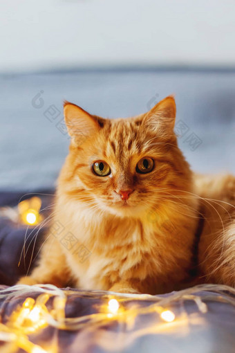 可爱的姜猫说谎床上闪亮的光灯泡毛茸茸的宠物奇怪的是舒适的首页假期背景