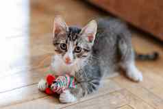 可爱的灰色的小猫玩玩具鼠标有趣的宠物地板上