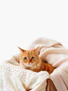可爱的姜猫盒子针织毛衣好奇的毛茸茸的宠物温暖的米色衣服复制空间