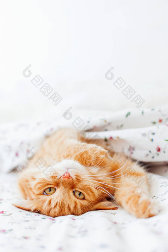 可爱的姜猫说谎床上毯子毛茸茸的宠物舒适定居睡眠舒适的首页背景有趣的宠物的地方文本