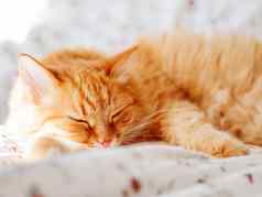 可爱的姜猫说谎床上毛茸茸的宠物打瞌睡舒适的首页背景早....睡觉前