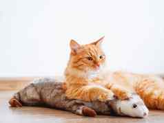 可爱的姜猫说谎地板上最喜欢的玩具豪华的雪貂毛茸茸的宠物舒适的首页背景