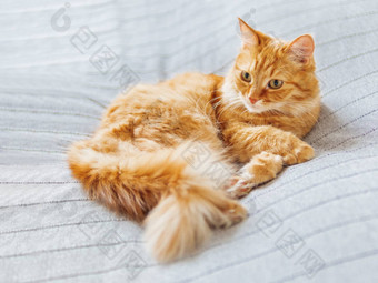 可爱的姜猫说谎床上毛茸茸的宠物打瞌睡舒适的首页背景