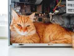可爱的姜猫说谎内部电脑系统单位毛茸茸的宠物电线硬件细节