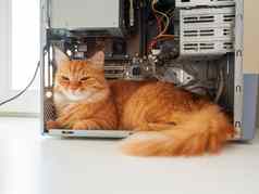 可爱的姜猫说谎内部电脑系统单位毛茸茸的宠物电线硬件细节