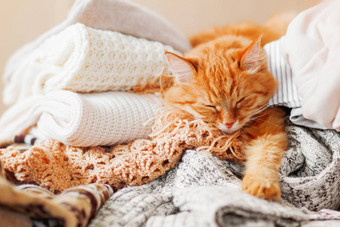 可爱的姜猫睡觉桩针织衣服温暖的针织毛衣围巾折叠堆毛茸茸的宠物打瞌睡羊毛衫舒适的首页背景
