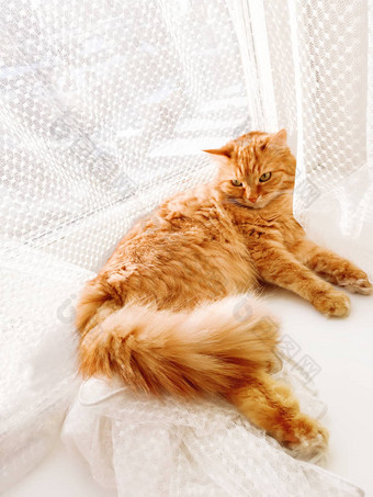 可爱的姜猫说谎窗口窗台上薄纱窗帘毛茸茸的宠物盯着好奇心阳光明媚的一天舒适的首页