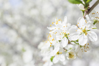自然春天背景樱桃花的地方文本