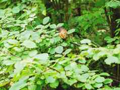 姜松鼠坐在树森林毛茸茸的啮齿动物吃螺母