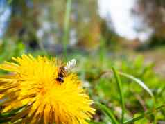 蜜蜂收集花粉蒲公英自然夏天背景昆虫明亮的黄色的花